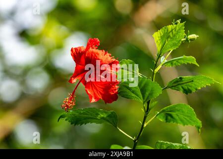 Hibiscus rosa-sinensis, umgangssprachlich als chinesischer Hibiskus, Chinarose, Hawaiiiischer Hibiskus, Rosenmalbe und Schwarzenpflanze bekannt, ist eine tropische Art Stockfoto