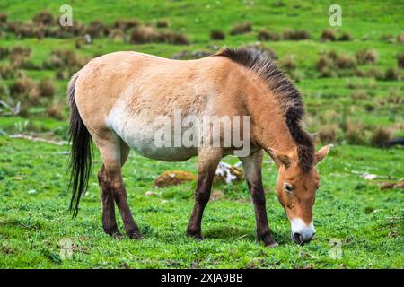 Eine Przewalski's Horse Stute weidet im Drive-Through Reservat im Highland Wildlife Park, Kincraig, Kingussie, Schottland, Großbritannien Stockfoto