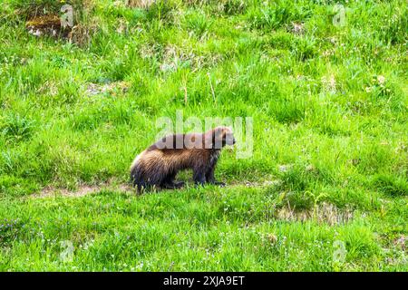 Solitary Wolverine (Gulo gulo) im Highland Wildlife Park, Kincraig, Kingussie, Schottland, Vereinigtes Königreich Stockfoto