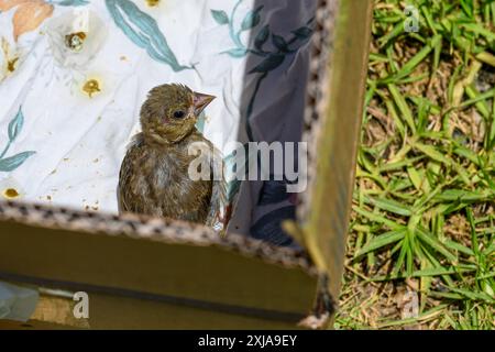 Der geringelte junge europäische Grünfink (Chloris chloris) خضير أوربي wird nach der Behandlung in einem Wildtierkrankenhaus in die Natur zurückgebracht. Fotografiert in Stockfoto