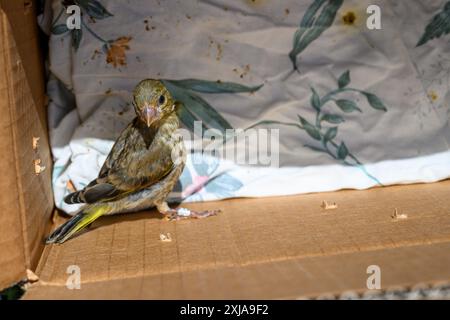 Der geringelte junge europäische Grünfink (Chloris chloris) خضير أوربي wird nach der Behandlung in einem Wildtierkrankenhaus in die Natur zurückgebracht. Fotografiert in Stockfoto