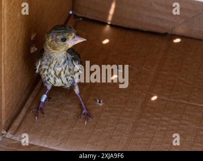 Der geringelte junge europäische Grünfink (Chloris chloris) خضير أوربي wird nach der Behandlung in einem Wildtierkrankenhaus in die Natur zurückgebracht. Fotografiert in Stockfoto