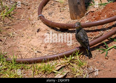 Der geringelte junge europäische Grünfink (Chloris chloris) خضير أوربي wird nach der Behandlung in einem Wildtierkrankenhaus in die Natur zurückgebracht. Fotografiert in Stockfoto