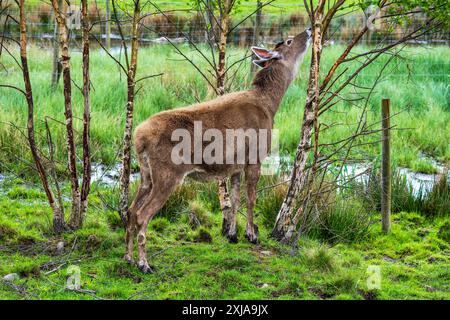 Thorold's Deer (Cervus albirostris) oder Weißlippenhirsch im Highland Wildlife Park, Kincraig, Kingussie, Schottland, Vereinigtes Königreich Stockfoto