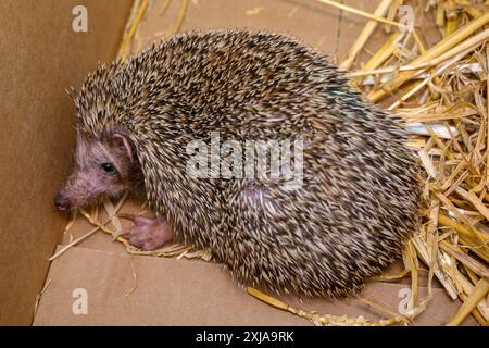 Die Freilassung eines südlichen Weißbrust-Igels (Erinaceus concolor) قنفذ zurück in die Natur nach medizinischer Behandlung im Wildtierkrankenhaus Stockfoto