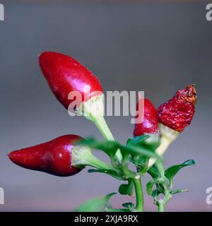 Hausgemachte reife rote Chilli-Paprika auf einer Paprika-Pflanze, fotografiert im Juni in Israel Stockfoto