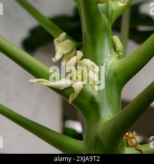 Nahaufnahme einer weiblichen Blüte eines Papaya-Baumes (Carica Papaya) Stockfoto