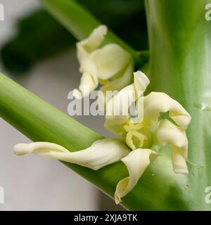 Nahaufnahme einer weiblichen Blüte eines Papaya-Baumes (Carica Papaya) Stockfoto