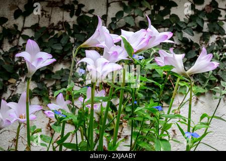 Pink Rain Lily Zephyranthes Robusta fotografiert im Juli in einem Privatgarten in Jaffa, Israel Stockfoto