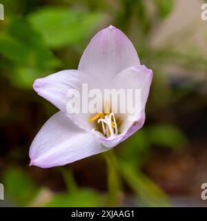 Pink Rain Lily Zephyranthes Robusta fotografiert im Juli in einem Privatgarten in Jaffa, Israel Stockfoto