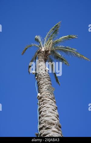 Die große Phoenix dactylifera, allgemein bekannt als Dattelpalme, wird auch als Laternenpfahl verwendet, die im Juni in Beduin Oase in der Wüste Negev in Israel fotografiert wurde Stockfoto