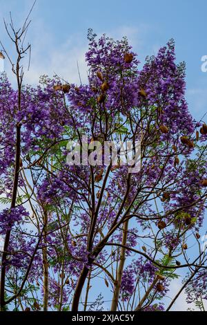 Jacaranda mimosifolia in Blüte fotografiert im Mai in Israel Stockfoto