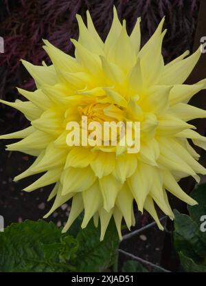 Dahlia, Corson Gold Semi Cacti Stockfoto