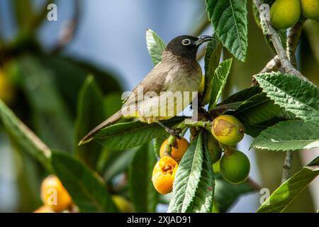 Weißbrille (Pycnonotus xanthopygos) auf einem Loquat-Baum (Eriobotrya japonica) بلبل أصفر العجز, fotografiert im April in Israel Stockfoto