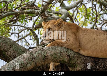 Löwin ruht in einem Baum, fotografiert im Lake Manyara National Park. Heimat der Löwen, Arusha, Tansania Stockfoto