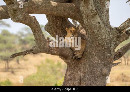 Löwin ruht in einem Baum, fotografiert im Lake Manyara National Park. Heimat der Löwen, Arusha, Tansania Stockfoto