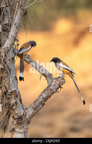 Der rufous Treepie (Dendrocitta vagabunda) كندش أصهب ist ein Baumstamm, der auf dem indischen Subkontinent und angrenzenden Teilen Südostasiens beheimatet ist. Es ist ein Ich Stockfoto