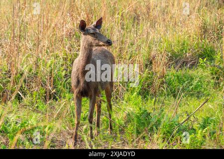 Juvenile Sambar-Hirsche (Rusa unicolor) صمبر im indischen Bandhavgarh-Nationalpark, Madhya Pradesh, Indien. Dieser Hirsch bewohnt Wälder im Himalaya Mo Stockfoto