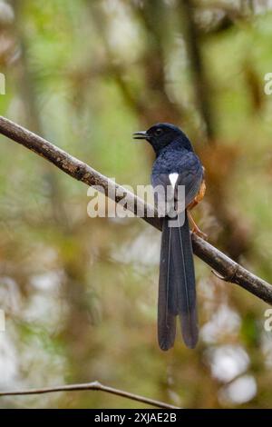 Der weiße Schama (Copsychus malabaricus) ist ein ausgezeichneter singvogel und wird oft als Käfigvögel gefangen gehalten. Fotografiert in der Wildnis in Indi Stockfoto