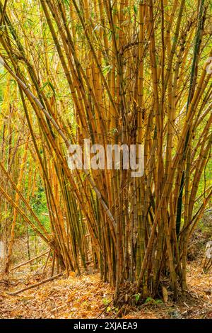 Bambusstämme mit gelber Nut (Phyllostachys aureosulcata). Fotografiert in Indien Stockfoto