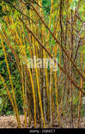 Bambusstämme mit gelber Nut (Phyllostachys aureosulcata). Fotografiert in Indien Stockfoto