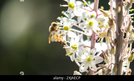 Honigbiene besucht eine Meereskrähe, (Drimia maritima) Israel, Herbst September Stockfoto