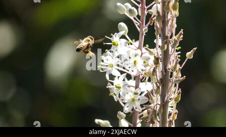 Honigbiene besucht eine Meereskrähe, (Drimia maritima) Israel, Herbst September Stockfoto