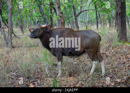 Gaur (Bos gaurus) diese große Ochsenart kommt in Süd- und Südostasien vor. Personen können bis zu 1500 kg wiegen und bis zu erreichen Stockfoto