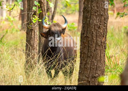 Gaur (Bos gaurus) diese große Ochsenart kommt in Süd- und Südostasien vor. Personen können bis zu 1500 kg wiegen und bis zu erreichen Stockfoto