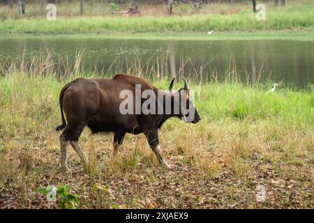 Gaur (Bos gaurus) diese große Ochsenart kommt in Süd- und Südostasien vor. Personen können bis zu 1500 kg wiegen und bis zu erreichen Stockfoto