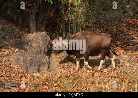 Gaur (Bos gaurus) diese große Ochsenart kommt in Süd- und Südostasien vor. Personen können bis zu 1500 kg wiegen und bis zu erreichen Stockfoto