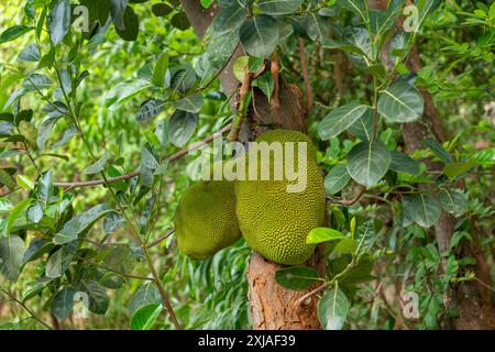 Die Jackfrucht ist die Frucht des Jack Tree Artocarpus heterophyllus, einer Baumarte in der Familie der Feigen, Maulbeeren und Brotfrüchte. Die Jackfrucht ist die Stockfoto