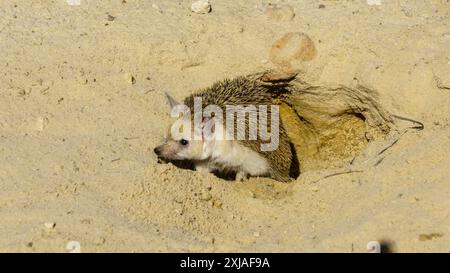 Der Langhaarigel (Hemiechinus auritus) قنفذ طويل الأذن ist in zentralasiatischen Ländern und einigen Ländern des Nahen Ostens beheimatet. Es lebt in Stockfoto