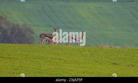 Eine Herde von Mountain Gazelle alias Palestine Mountain Gazelle (Gazella gazella). غزال الجبل fotografiert in Judäa-Vorgebirgen, Israel. Der Berg gazell Stockfoto