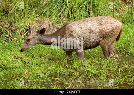 Weibliche Sambarhirsche (Rusa unicolor) صمبر im indischen Bandhavgarh-Nationalpark, Madhya Pradesh, Indien. Dieser Hirsch bewohnt Wälder im Himalaya-Moun Stockfoto