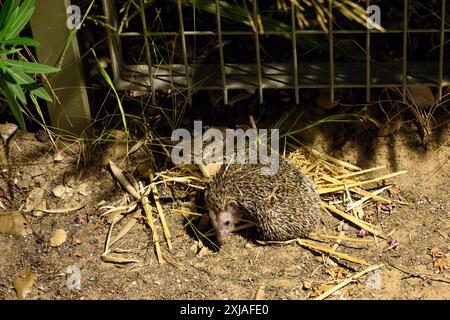 Die Freilassung eines südlichen Weißbrust-Igels (Erinaceus concolor) قنفذ zurück in die Natur nach medizinischer Behandlung im Wildtierkrankenhaus Stockfoto