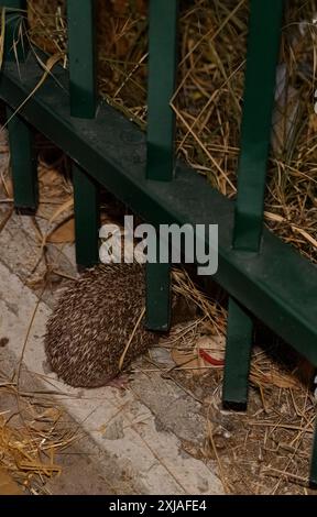 Die Freilassung eines südlichen Weißbrust-Igels (Erinaceus concolor) قنفذ zurück in die Natur nach medizinischer Behandlung im Wildtierkrankenhaus Stockfoto