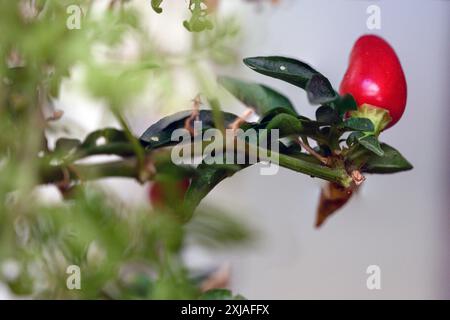 Hausgemachte reife rote Chilli-Paprika auf einer Paprika-Pflanze, fotografiert im Juni in Israel Stockfoto