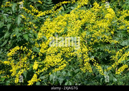 Blühender Koelreuteria paniculata Pride of India Tree im Juli Sommer Stockfoto