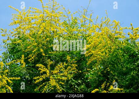 Koelreuteria paniculata Baum Gelb verputzte Blumen Stockfoto