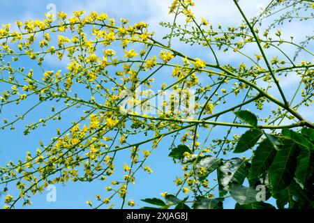 Koelreuteria paniculata Goldener Regenbaum gelbe Blumen Goldenrainbaum Stockfoto