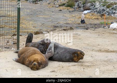 Coquimbo, Chile - 15. März 2019: Robben ruhen auf einem Sandstrand in der Stadt mit einer Wanderperson im Hintergrund. Stockfoto