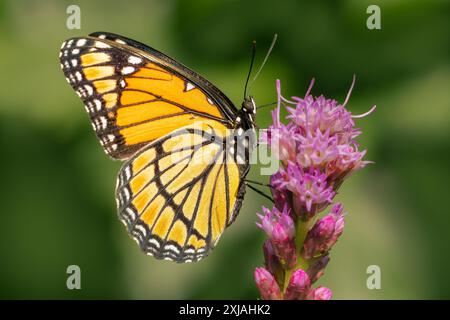 Limenitis archippus lepidoptera ernährt sich von einem Liatris-Blütennektar mit Kopierraum Stockfoto