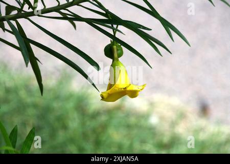 Gelbe Oleander-Blüte (Cascabela Thevetia) zusammen mit linearen glänzenden Blättern : (Pixel Sanjiv Shukla) Stockfoto