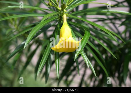 Gelbe Oleander-Blüte (Cascabela Thevetia) zusammen mit linearen glänzenden Blättern : (Pixel Sanjiv Shukla) Stockfoto