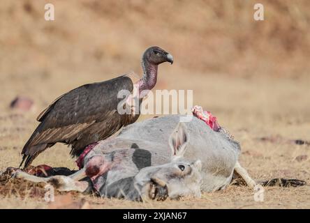 Weissrumpeliger oder Weissrückengeier. Eine vom Aussterben bedrohte Geierart in Indien, muss erhalten werden. Stockfoto