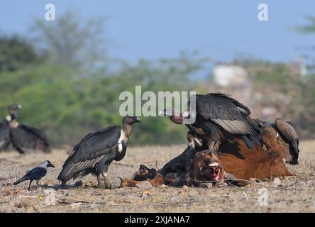 Weissgeier oder Weissgeier, eine vom Aussterben bedrohte und seltene Spezies in Indien. Muss erhalten werden. Stockfoto