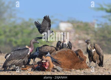 Langschnabelgeier - eine bedrohte Geierart. Stockfoto