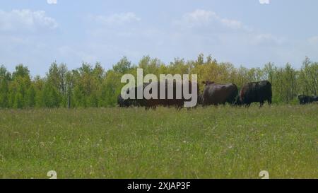 Steadicam Shot. Junge Schwarze Angus-Kuh Auf Weiden. Schwarze Angus-Kühe Als Herde. Sonnenuntergang Auf Dem Land. Rinderkühe und Kälber, die auf Gras auf Einer Rinderkuh grasen Stockfoto