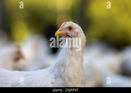 Weiße Hühner in einem Zaun verschwommener Hintergrund. Stockfoto